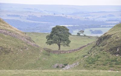 Scenic view of sycamore tree landscape and mountains against sky