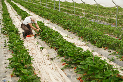 Man working in farm