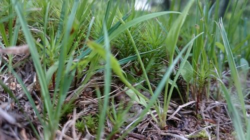 Close-up of grass growing on field