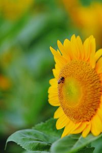 Close-up of insect on yellow flower