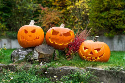 Various pumpkins on pumpkin during autumn