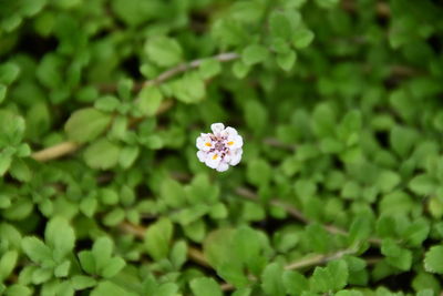 Close-up of flowering plant