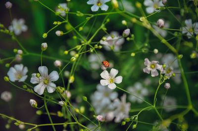 Close-up of ladybug on plant