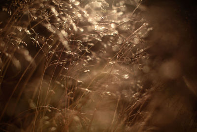 Close-up of flower growing on field