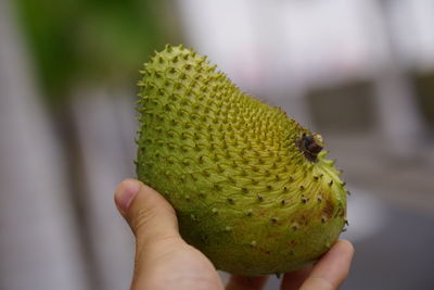 Close-up of hand holding fruit