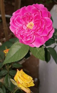 Close-up of pink flower blooming outdoors