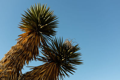 Low angle view of tree against clear blue sky