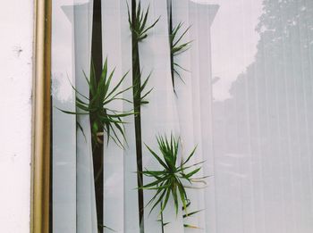 Potted plants in the dark