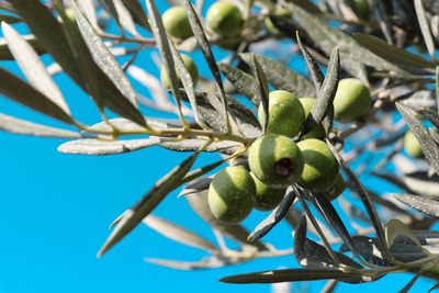 Close-up of berries growing on tree