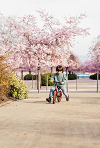Happy cute boy riding balance bike outdoors on spring blooming sakura alley in city