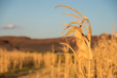 Close-up of crops on field against sky