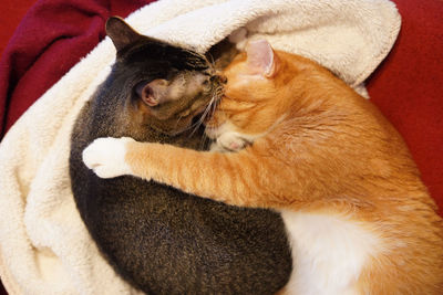 High angle view of cat relaxing at home
