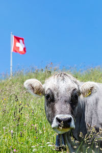 Portrait of sheep on field