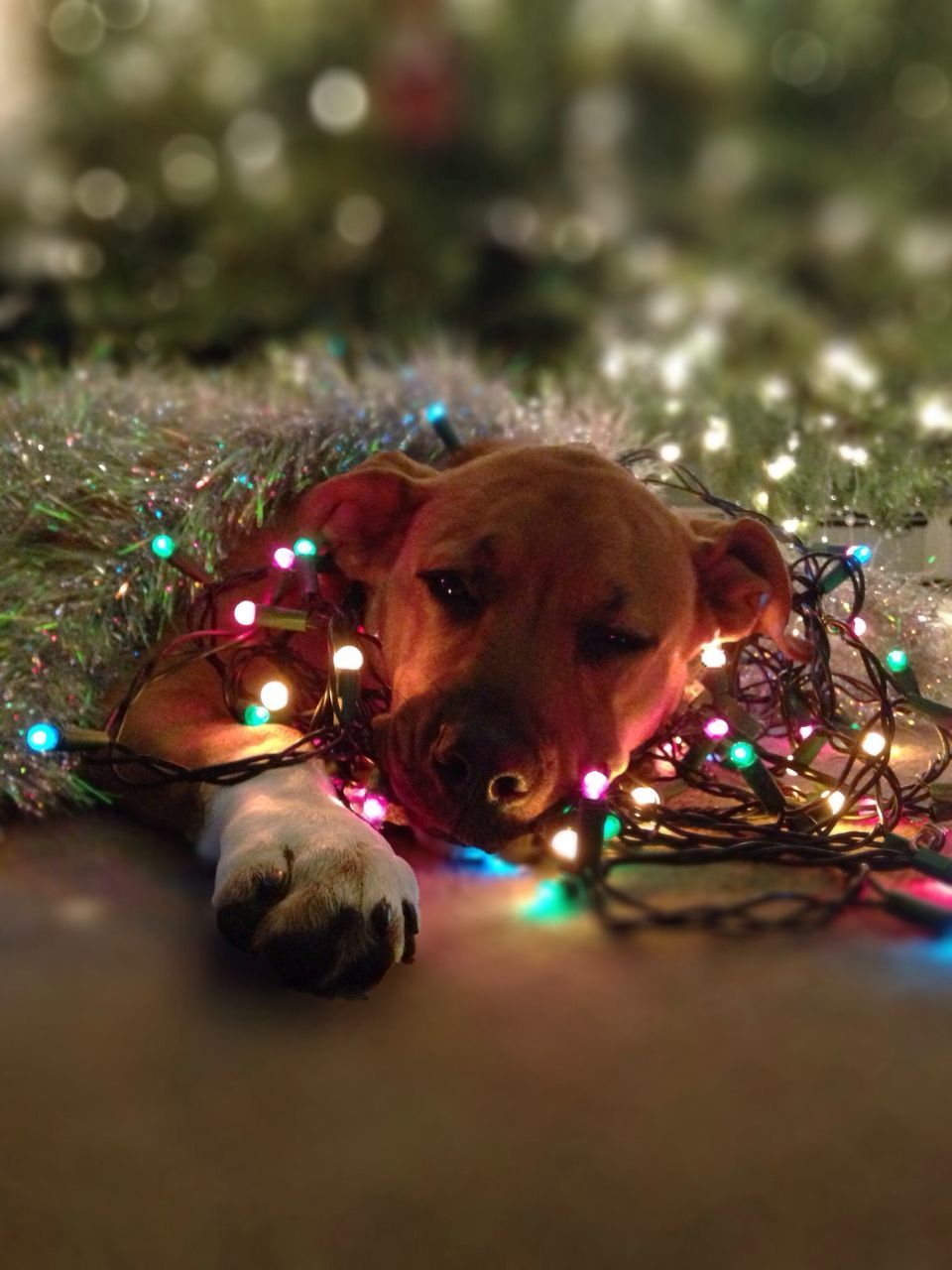 dog, pets, animal themes, domestic animals, mammal, one animal, portrait, looking at camera, indoors, close-up, focus on foreground, selective focus, no people, animal head, relaxation, day, home interior, brown, sitting, ball