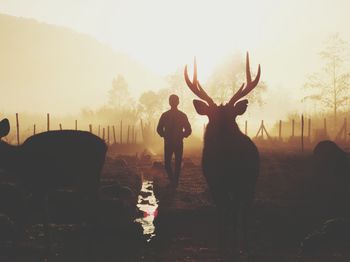 Rear view of silhouette deer standing on field against sky during sunset
