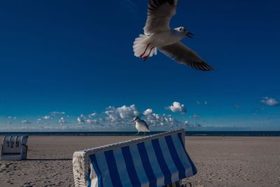 Low angle view of seagull flying over beach against blue sky