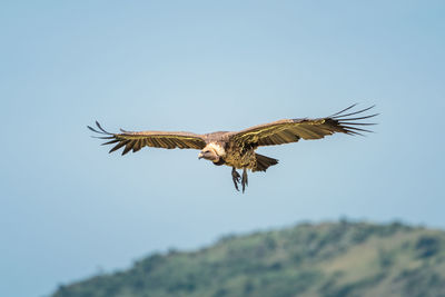 White-backed vulture glides over hilltop in sunshine