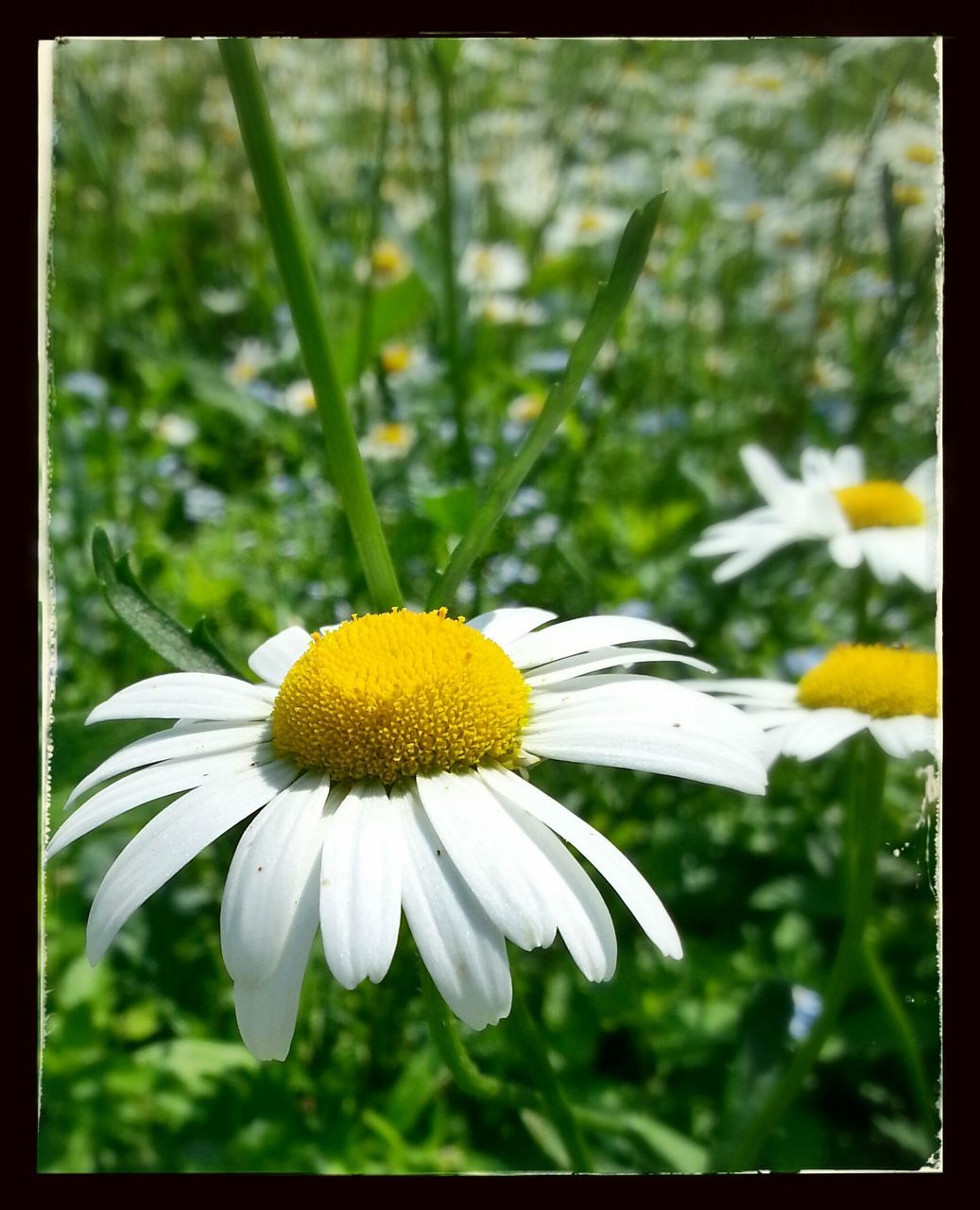 flower, freshness, petal, flower head, fragility, transfer print, daisy, pollen, growth, white color, beauty in nature, yellow, close-up, focus on foreground, nature, blooming, auto post production filter, single flower, plant, in bloom