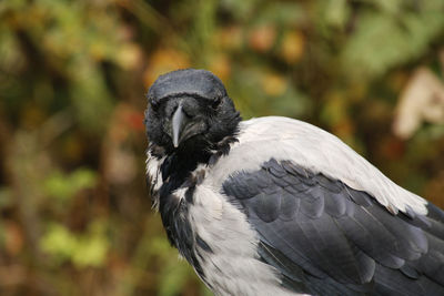 Close-up of crow
