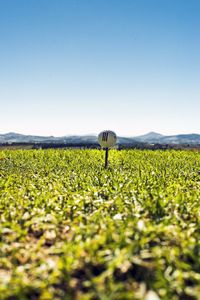 Scenic view of field against clear blue sky