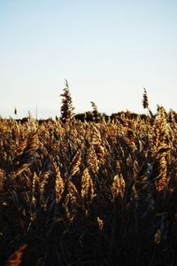 High angle view of stalks in field against clear sky