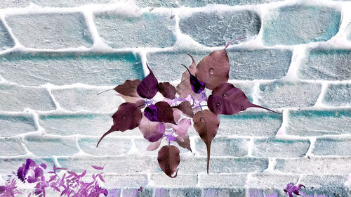 High angle view of pink flowering plants