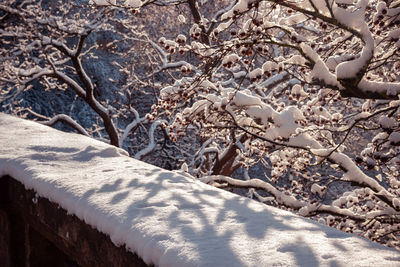 Snow covered tree