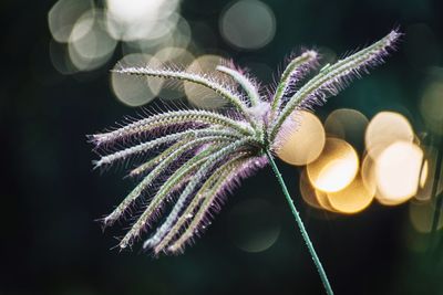 Close-up of illuminated plant