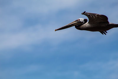 Low angle view of pelican flying in sky