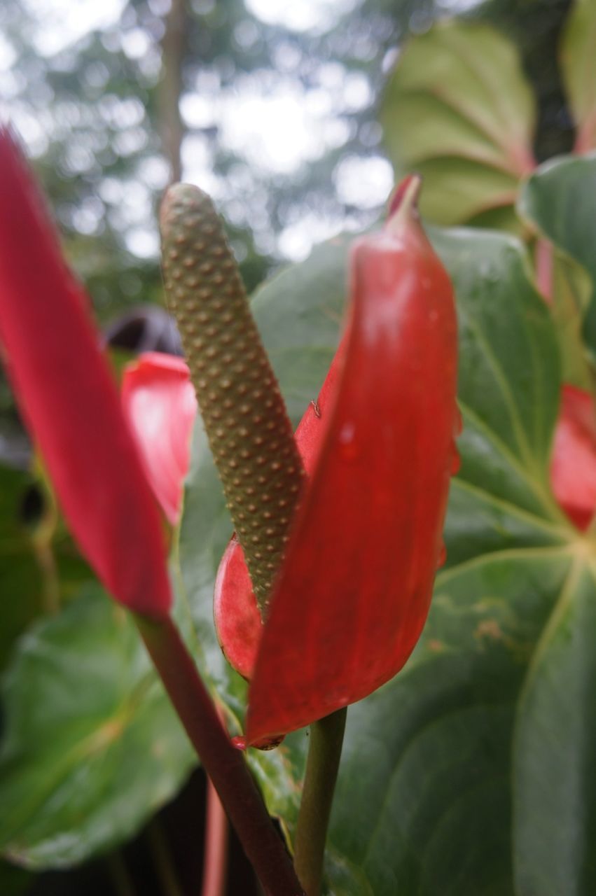 flower, freshness, petal, growth, red, focus on foreground, flower head, fragility, close-up, plant, beauty in nature, nature, blooming, selective focus, leaf, bud, day, pollen, in bloom, outdoors