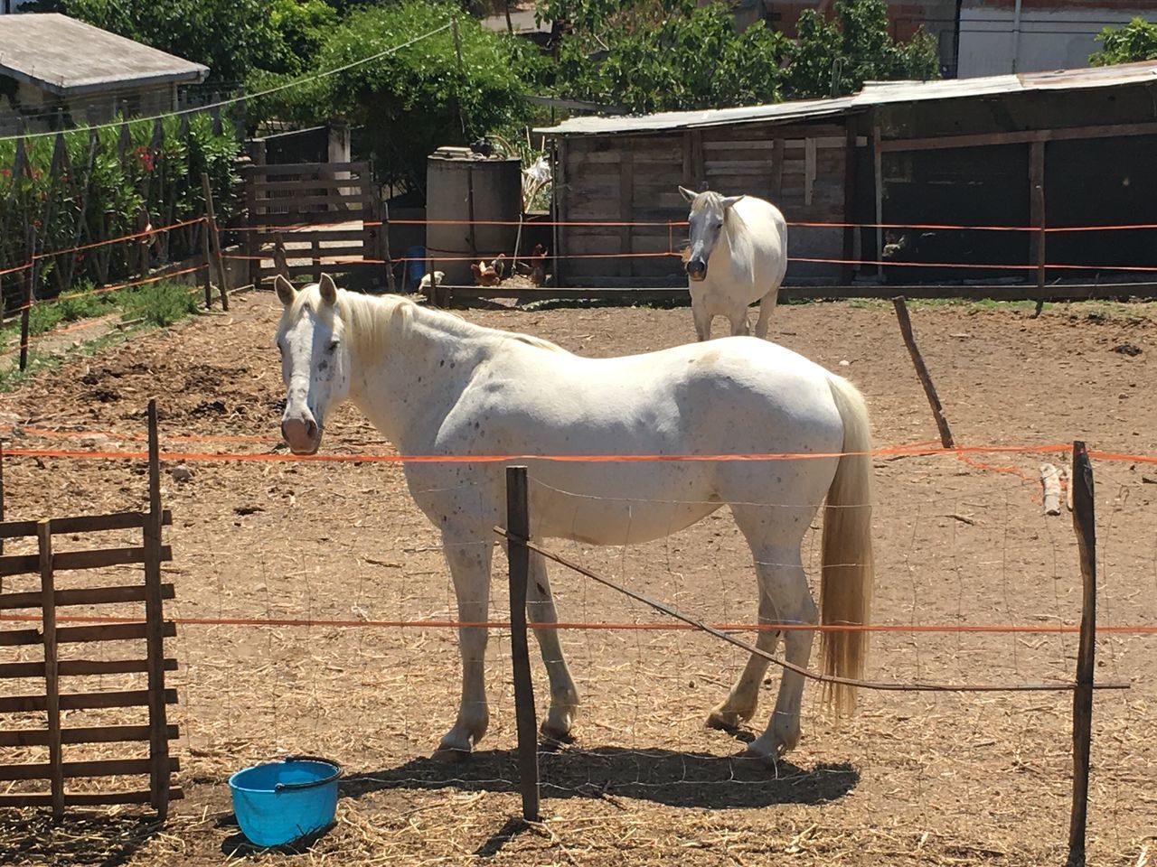 HORSE STANDING ON TREE