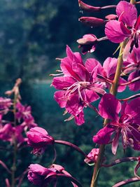 Close-up of pink flowering plant