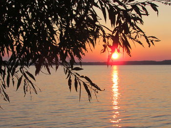 Silhouette tree by sea against sky during sunset