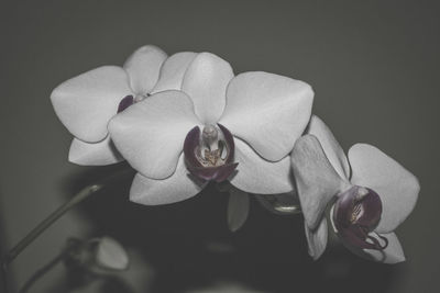 Close-up of flowers against white background