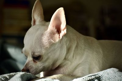 Close-up of dog on bed