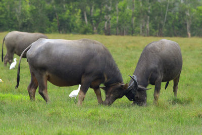 Water buffaloes fighting on grassy field