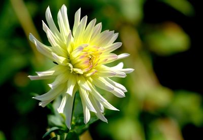 Close-up of white dahlia flower