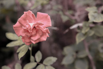 Close-up of pink flower