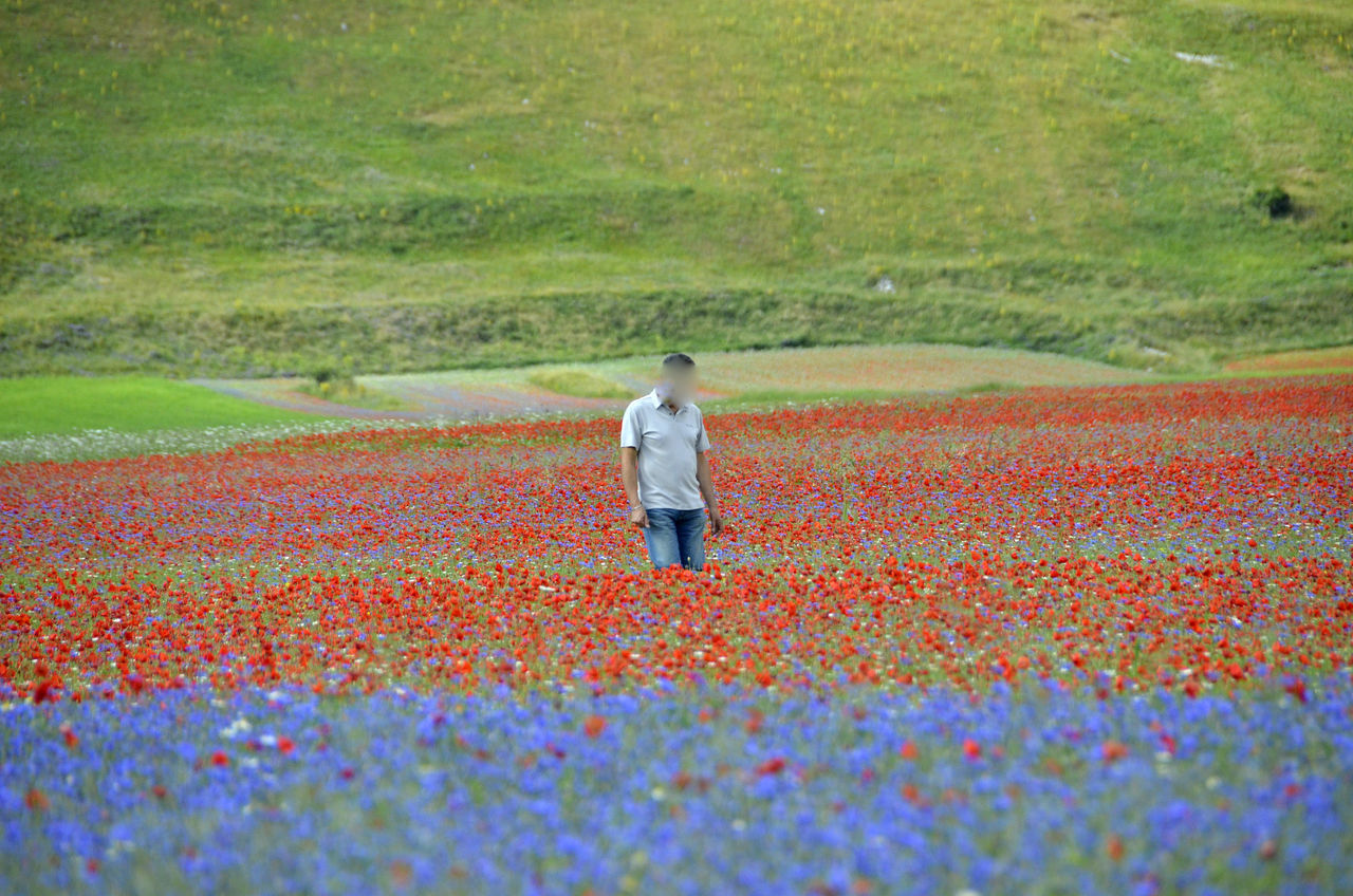 REAR VIEW OF GIRL STANDING ON FIELD BY RED FLOWERING PLANTS