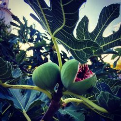 Low angle view of fruits on tree