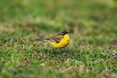 Bird perching on a field