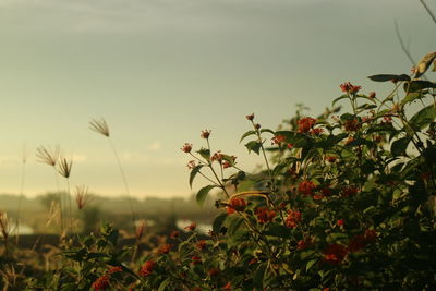 Close-up of flowering plants on field against sky