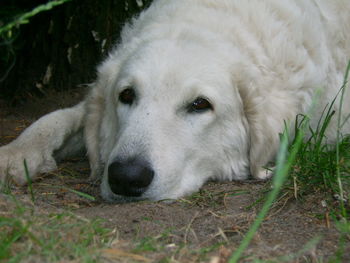 Close-up of dog lying on field