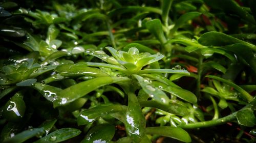 Close-up of wet plants