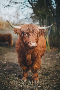 Highland cattle standing in a field