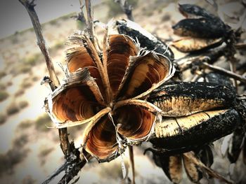 Close-up of dried leaf on land