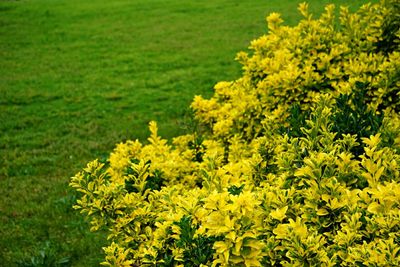 Close-up of cropped tree against grassland