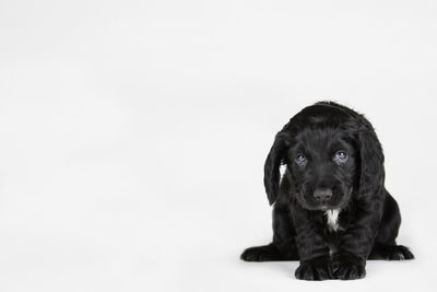 Portrait of a dog over white background