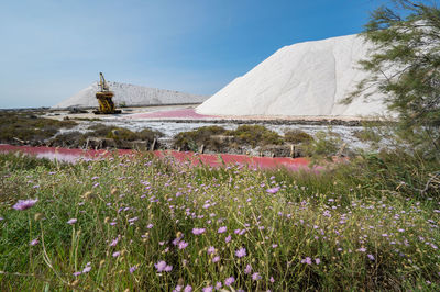 Scenic view of flowering plants on field against sky