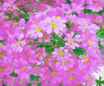 Close-up of pink flowering plants